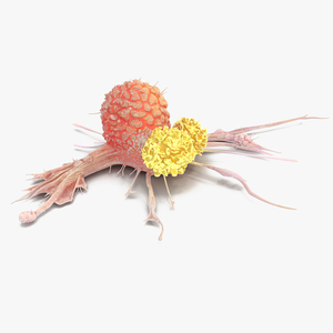 3D model Human Cancer Cell with 2 Lymphocyte