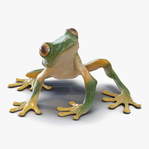 3D model Realistic Tree Frog Rigged for Cinema 4D