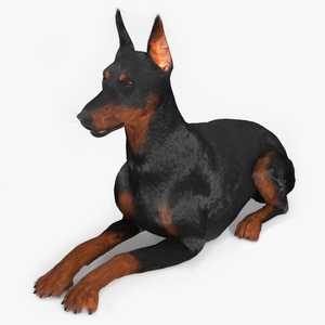 Doberman Pinscher Lying Down Fur 3D