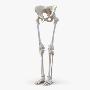 3D Female Lower Body Skeleton