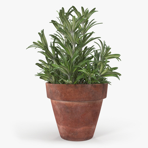 3D Rosemary Plant in Pot