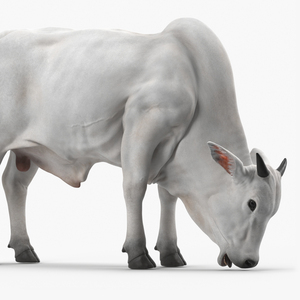 3D Nelore Cow Male Eating Fur