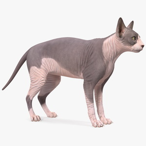 Sphynx Cat with Heterochromia 3D model