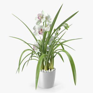 3D Orchid Pot White