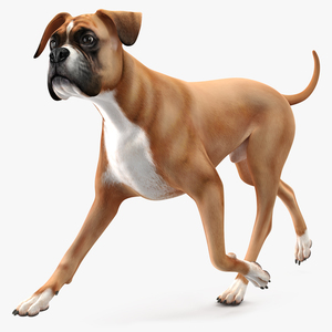 Running Dog Boxer 3D