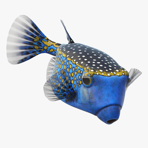 3D model Blue Spotted Boxfish