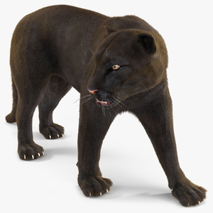 3D model Black Panther Walking Pose Fur