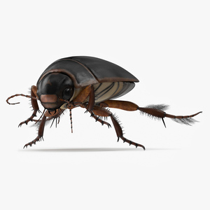 Water Insect Beetle Black Realistic Floating 3D model