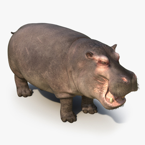 3D Hippopotamus 2 with Fur model