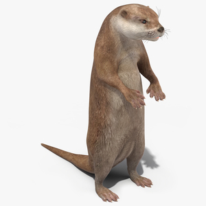 Otter Standing on Hind Legs 3D