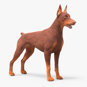 Doberman Dog Brown Fur 3D