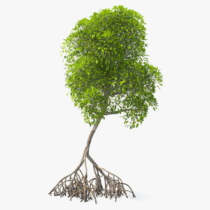 Mangrove Shrub 3D model