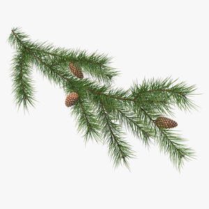 Pine Branch with Cones 3D