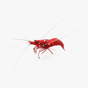 3D Red Blood Cleaner Shrimp Fur model