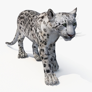 Snow Leopard Rigged 3D model