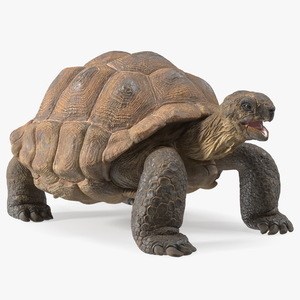 Aldabra Giant Tortoise 3D