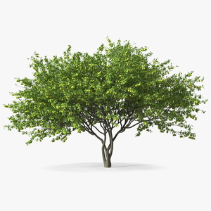 3D Green Plum Fruit Tree