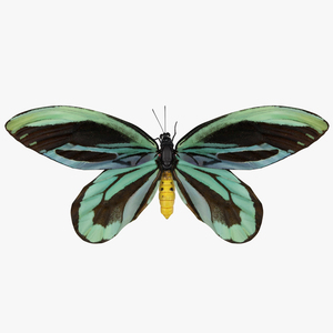 3D Ornithoptera Alexandrae Butterfly model