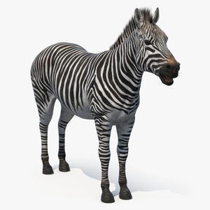 African Zebra Fur 3D