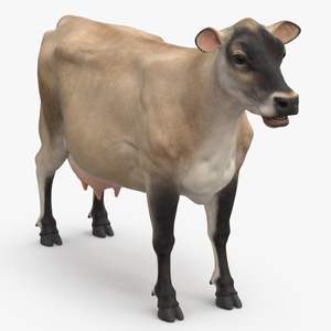 3D Jersey Dairy Cow