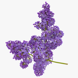 3D model Syringa Lilac 5