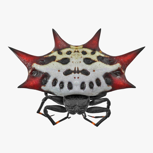 3D model Gasteracantha Spider