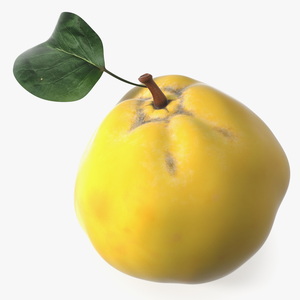 Quince for 3D Print 3D model