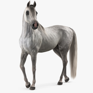 3D Arabian Horse Gray Dappled Stand Pose Fur