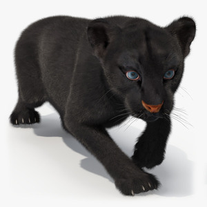 3D model Black Panther Cub Sneaking Pose with Fur