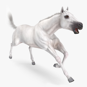 White Horse Fur Rigged 3D