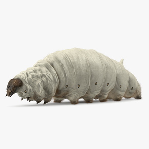 3D model Silkworm White Fur Rigged