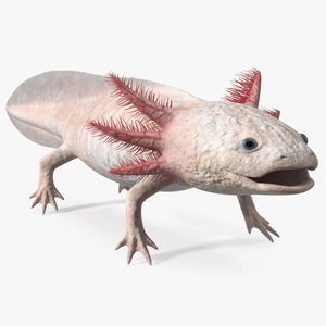 3D Albino Melanoid Axolotl model