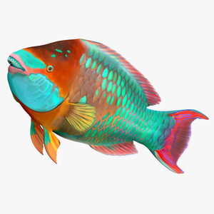 3D Tropical Parrotfish Rigged