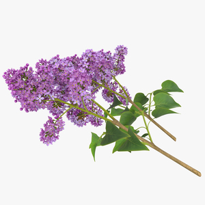 3D model Syringa Lilac 4