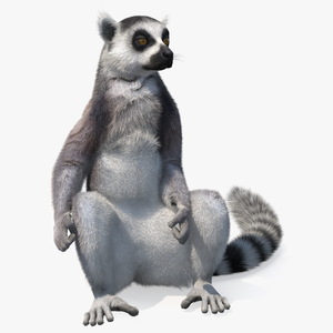 Lemur Catta Sitting Straight Fur 3D