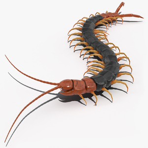 Giant Desert Centipede Scolopendra Heros Crawling 3D model