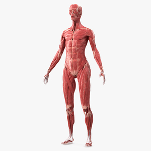 3D model Female Muscle System