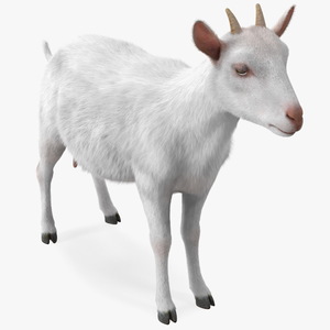 3D Goat Saanen Breed Rigged Fur model