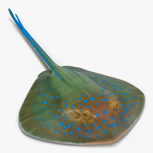 3D Blue Spotted Stingray