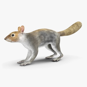 3D Gray Squirrel model