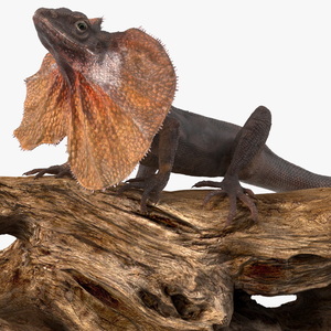 Frilled Lizard on Snag 3D