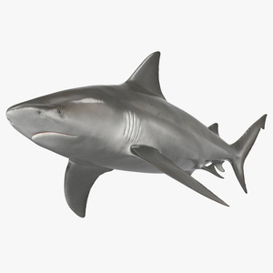 3D Bull Shark or Carcharhinus Leucas model