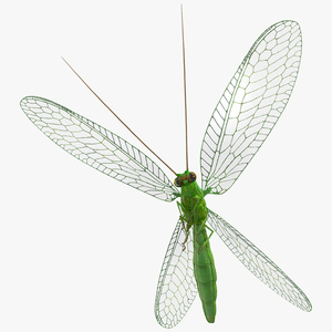 3D Green Lacewing in Flight Fur model