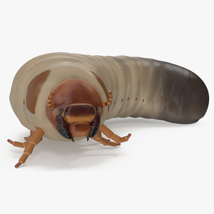 3D model Maggot May Bug Rigged for Cinema 4D