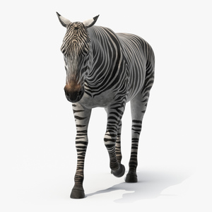 3D African Zebra Walking