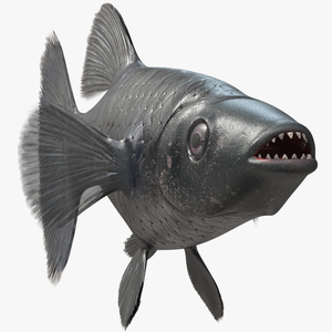 3D Guppy Fish Black Prince model