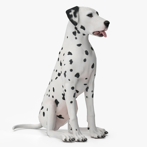 Dalmatian Dog Animated Rigged 3D model