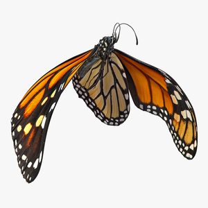 3D model Animated Flight Monarch Butterfly Rigged