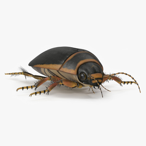 3D Water Beetle Brown Realistic model