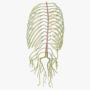 3D Human Torso Nervous System